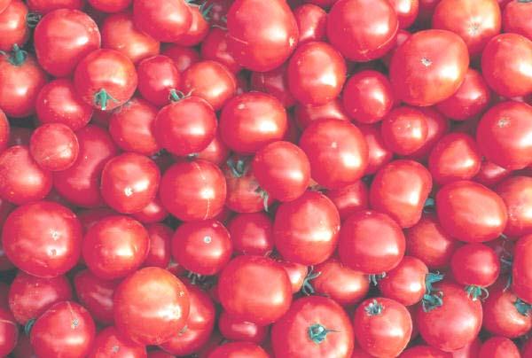 2006 Stanislaus County Processing Tomato Variety Trial Report University of