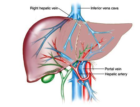 Liver Blood Circulation 08:11 o The blood vessels conveying blood to the liver are the hepatic artery (30%) a branch of celiac trunk, and portal vein (70%).