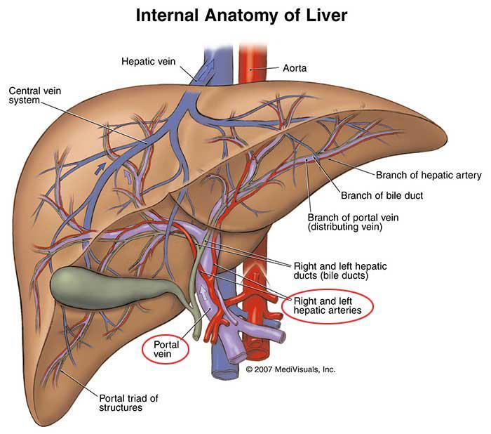 Liver Blood circulation o At or close to the porta hepatis, the hepatic artery and portal vein terminate by dividing into right and left primary branches which supply the right and left parts of