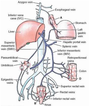Liver Portal-systemic (portacaval) anastomoses o It is a specific type of anastomosis that occurs between the veins of portal circulation and those of systemic circulation.