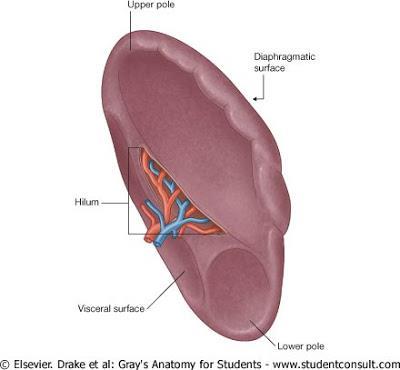 Spleen 14:28 Peritoneal Reflection / Ligaments o Spleen is completely surrounded by