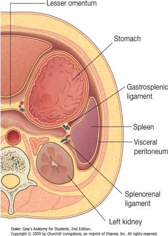 the splenic vessels and the tail of pancreas).
