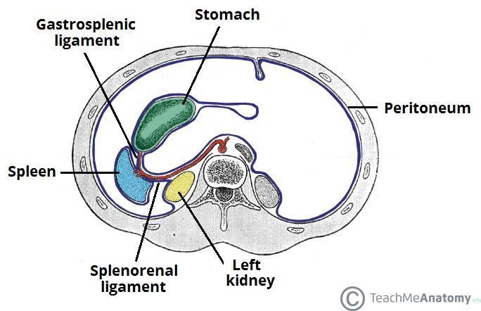 left kidney Posteriorly: 1.