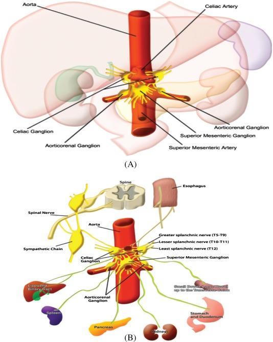 Spleen Supply o Lymph Drainage Lymphatics emerge from the hilus and drain into several nodes lying at