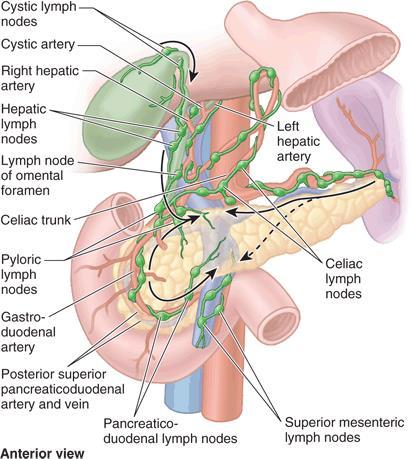 celiac lymph nodes o Nerve Supply Derived from the celiac plexus (Innervation is purely sympathetic).