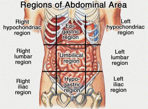 Xiphoid process o Anterior abdominal wall in the subcostal angle