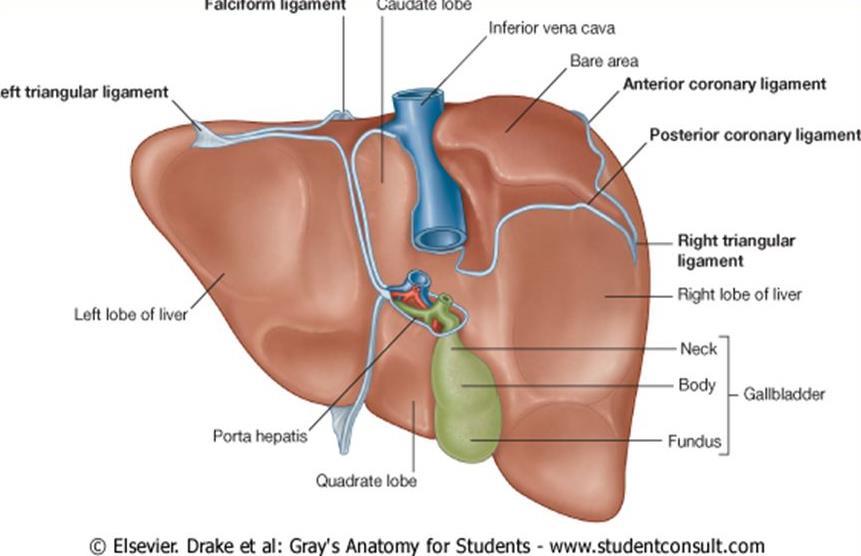 o The bare area of the liver is a triangular area on the posterior (diaphragmatic) surface of right lobe where there is no intervening peritoneum between the