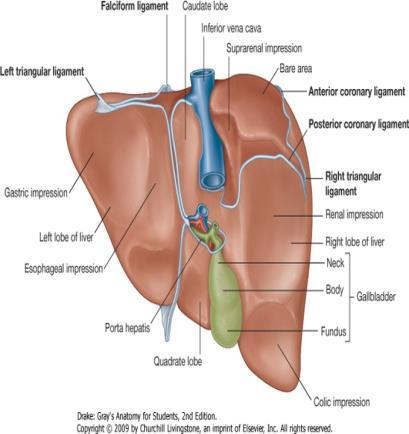 Liver Surfaces The liver has two surfaces: o A convex diaphragmatic surface (Antero-superior) o A relatively flat or even