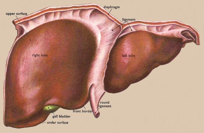 Liver Ligaments 1. Falciform ligament o It is a two-layered fold of the peritoneum, ascends from the umbilicus to the liver.