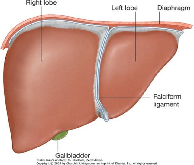 Liver Lobes o The liver is divided into a large right lobe and a small left lobe by the attachment of the falciform ligament.