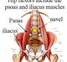 These muscles one on each side of the body originate from the bottom of the ribcage and five
