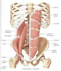 Then cross the hip joint, join the iliacus muscles (becoming the iliopsoas), and end the