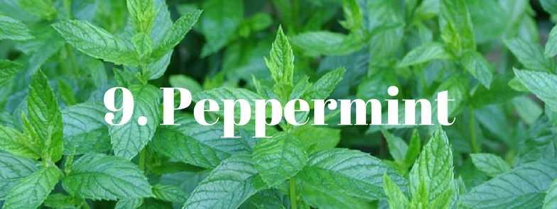 Mint has many uses, such as in aromatherapy where it is used to help ease depression and in classical internal medicine where it is used to treat all sorts of digestive ailments.