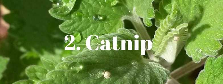 When taken as a tea, catnip can help ease a chronic cough or help you fall asleep. Catnip grows well from seed in small pots on your patio or in your herb garden.