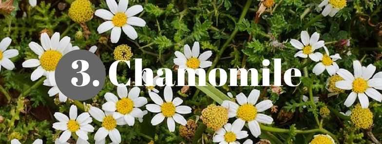 A soothing, relaxing herb, chamomile is a great anti-anxiety treatment when taken as a tea. There are two kinds of chamomile.