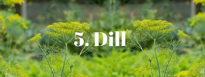 A digestive tonic to help soothe indigestion. Dill planting is simply done by scattering the seeds in the desired location after the last frost, then lightly cover the seeds with soil.