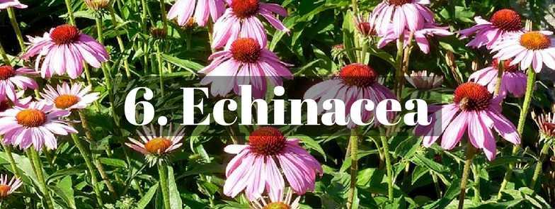 This gorgeous purple flower is a well-known immune booster that is commonly taken when sick. Coupled with other herbs, such as the antimicrobial goldenseal, echinacea is an immune powerhouse.
