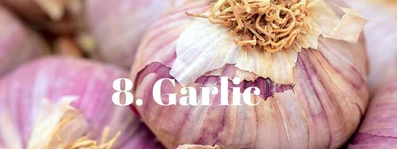A wonderful antibacterial that is great for treating colds and bacterial infections. Boosts immunity and helps clear out toxins. Garlic grows well in well draining, rich soil.