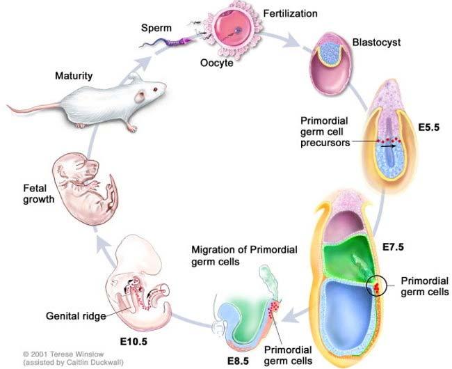 PGCs appear during the embryonic development.