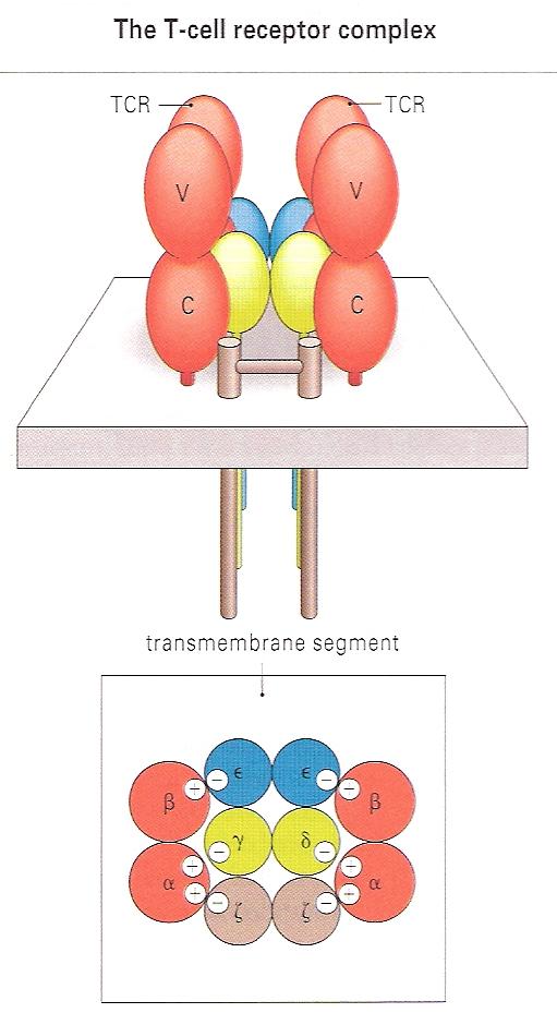 T Lymphocytes T cells can be distinguished by their different antigen receptors There are two defined Tcell receptors.