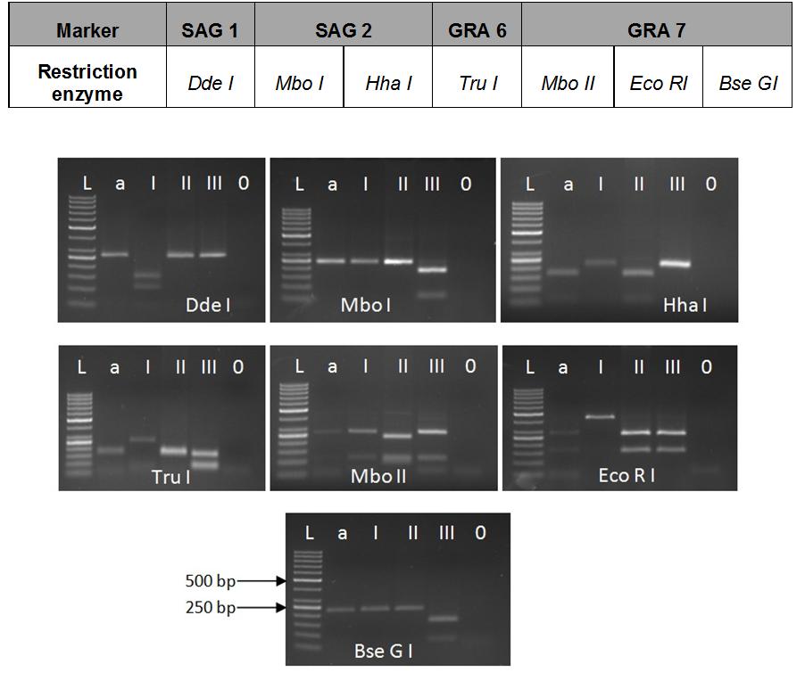 112 Toxoplasmosis Recent Advances using four genetic markers SAG2, SAG3, BTUB and GRA6 (Khan et al., 2005; Nowakowska et al., 2006).