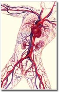 Open Circulatory System pumps blood to open ended vessels into the body cavities