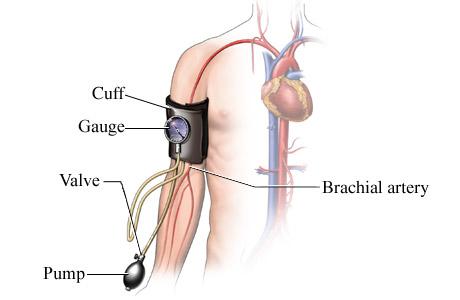 Pulse is the change in diameter of the arteries that can be felt on the body's surface following heart contractions Blood pressure is the force of the blood on the walls of