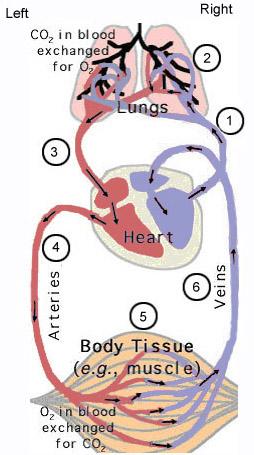 4 Functions of the Circulatory System 1. Transportation of oxygen and carbon dioxide 2. Distribution of nutrients and transport of wastes 3. Maintenance of body temperature 4.