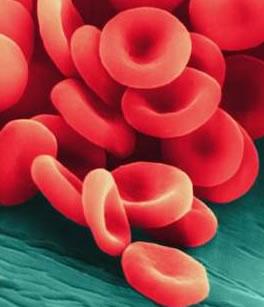 Circulatory System Red Blood Cells (RBC) also called erythrocytes you have about a trillion primary function is