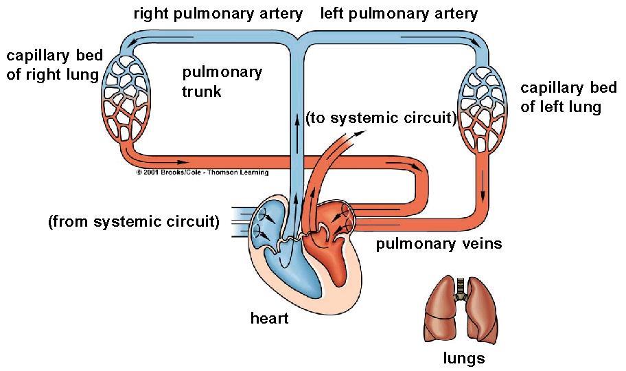 Pulmonary circuit Circulatory