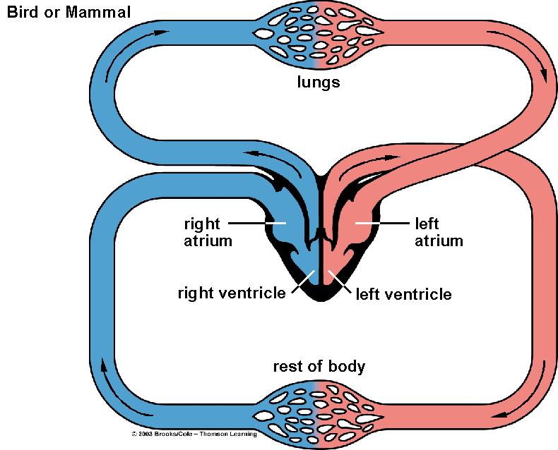 Comparison of Vertebrate Systems
