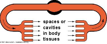 Types of Circulatory Systems Open