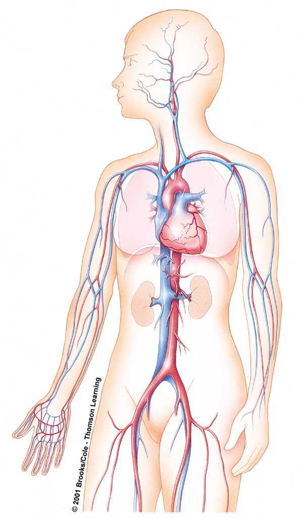 Major Components of Vertebrate Cardiovascular Systems Heart Vessels Arteries Carry blood away from the heart