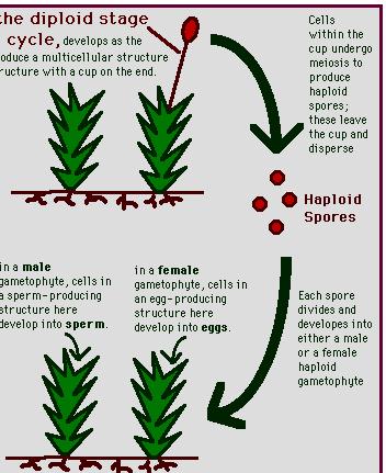 Spore Production Spores are haploid cells that can develop into new organisms.