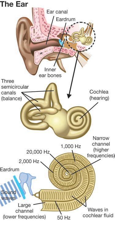 How we hear sound The inner ear The inner ear has two important functions providing our sense of hearing and our sense of balance (Figure 9.27).
