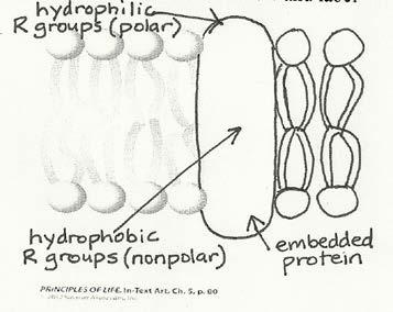 Draw a diagram of such an amphipathic protein embedded in the membrane below and label the polar and nonpolar regions.