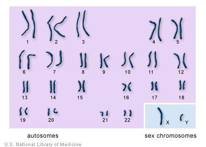 How many sets of genes are found in most adult organisms?