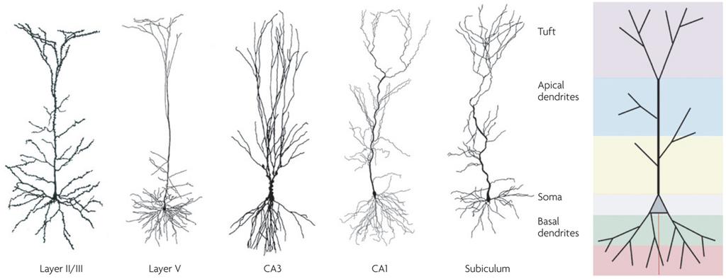 Dendri,c processing in real neurons N Spruston (2008) Pyramidal neurons: dendri,c structure and synap,c integra,on. Nature Rev. Neurosci. 9:206-221.