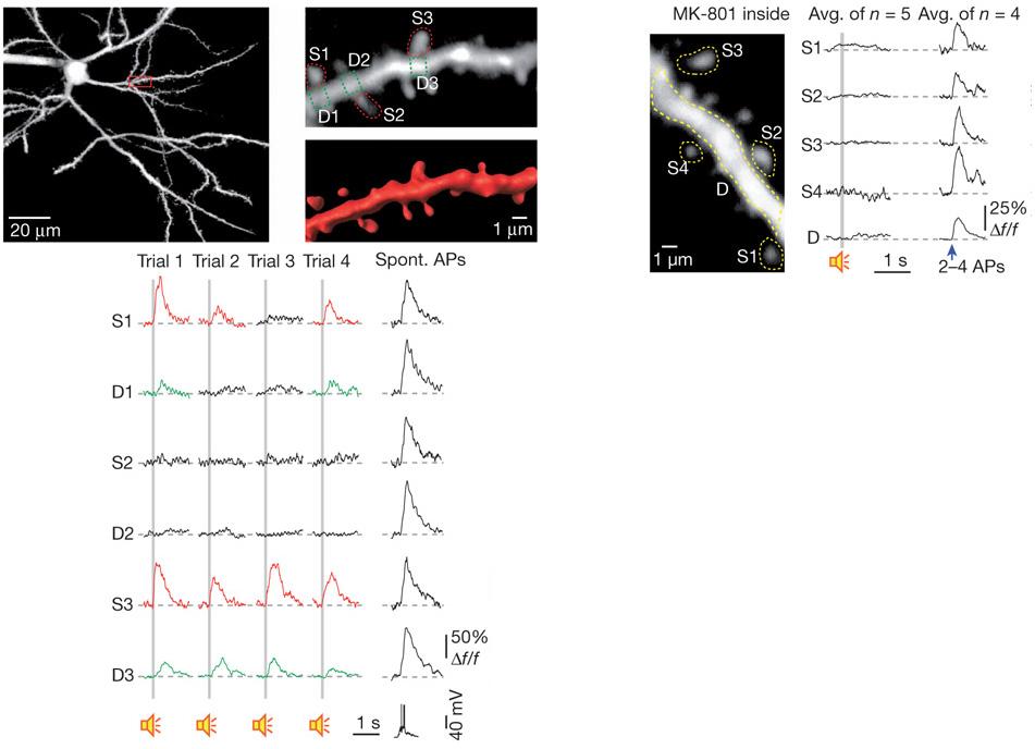 Another example of the Ca trapping function of spines: calcium signals from spines in auditory cortex neurons, showing responses to sound.