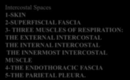 intercostal) and deepest layers (innermost intercostal) of muscles They are