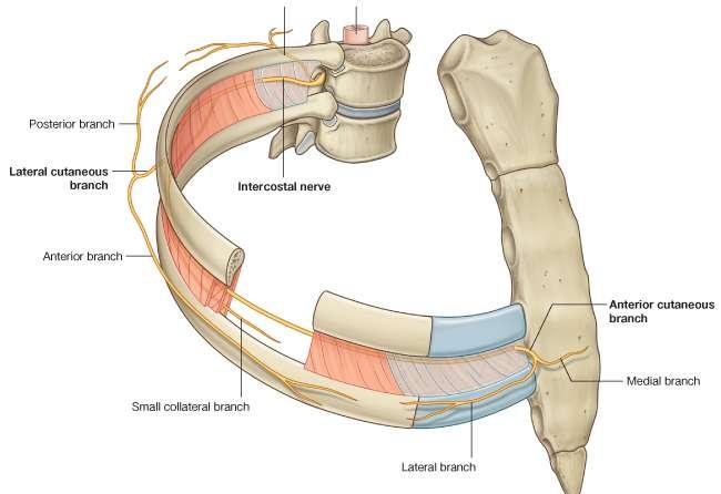 rib below The muscle extends backward from the sternum in