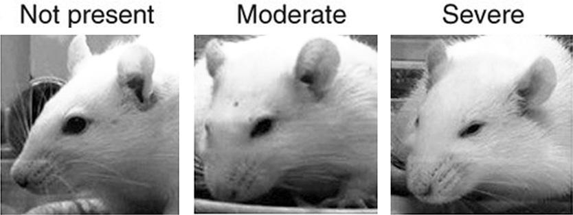Rats with axotomy, but not sham animals, developed place preference to the analgesic action of spinal clonidine, revealing the presence of a tonic-aversive state in neuropathic rats (Qu et al.