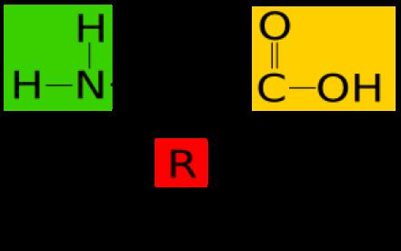 Chapter 3: Amino Acids and