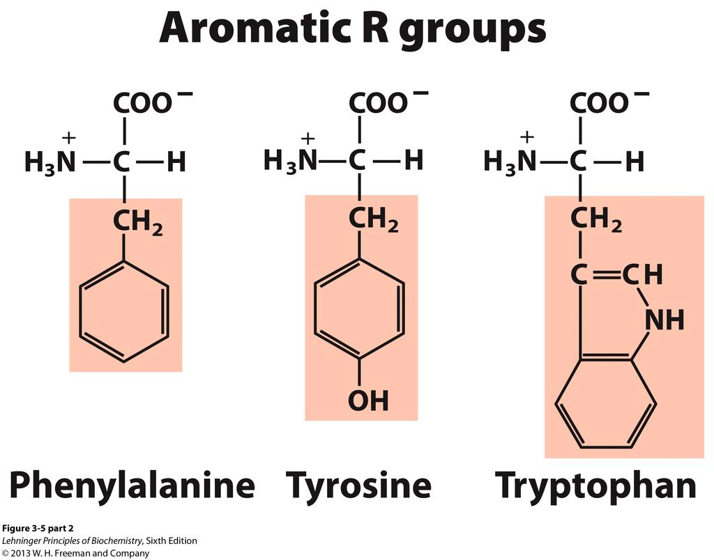 Aromatic R Groups These amino acid