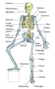Bone Structure A. There are 206 bones in the adult body B. 2 basic groups Axial skeleton (head and trunk); 80 bones Appendicular skeleton (extremities); 126 bones 5.