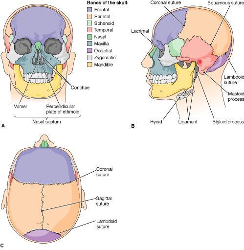 The skull. ZOOMING IN What type of joint is between bones of the skull? A.