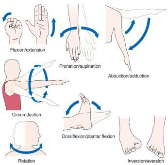 characteristic of forearm and ankle Supination /Pronation Inversion /Eversion Dorsiflexion /Plantar flexion Types of Synovial