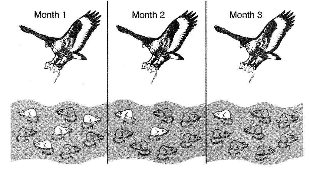 37. The diagram below represents the same field of mice hunted by a hawk over a period of three months.