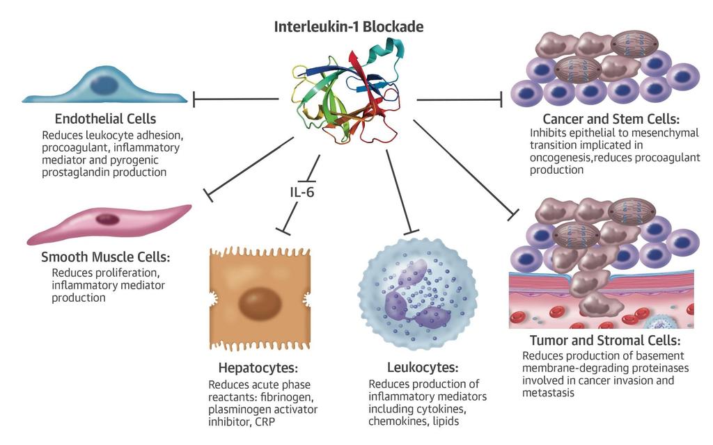 Interleukin-1b as a Target for Atherosclerosis Biologic