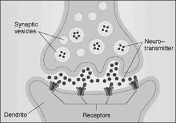 Neurohormones Act on neurons distant from their point of release May enter blood flow Releasing Neuron To other